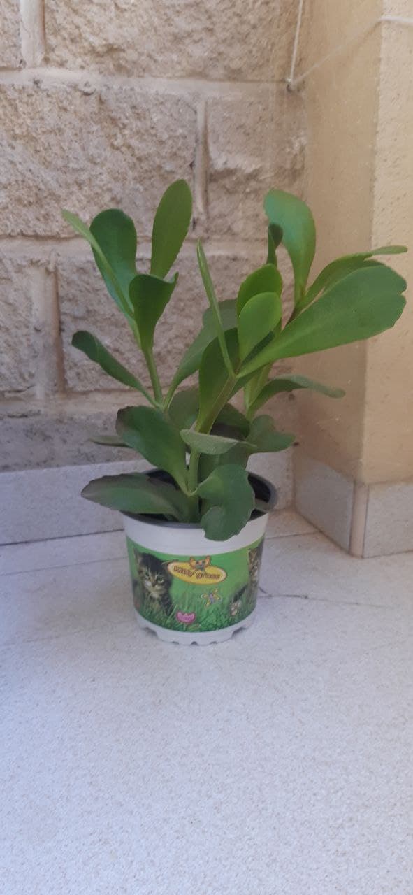 Y yo creyendo que había crecido.