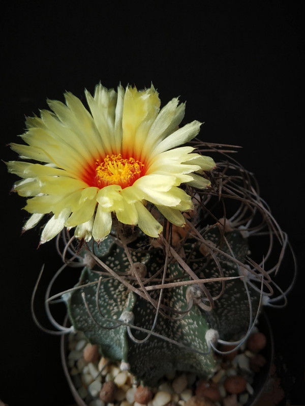 Astrophytum capricorne