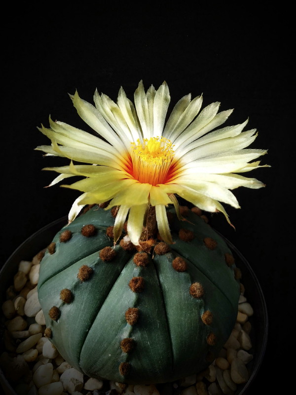 Astrophytum asterias f nudum