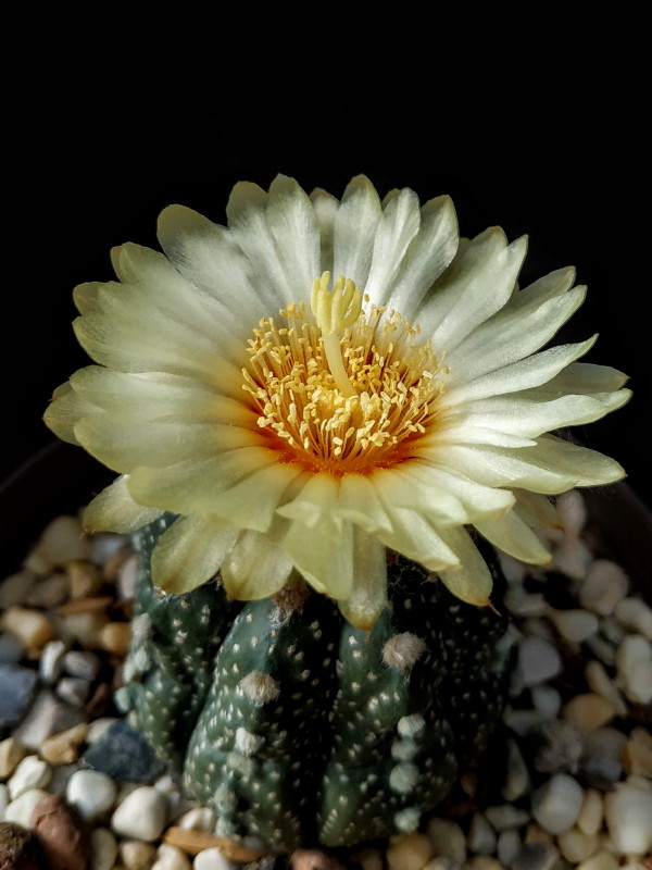 Astrophytum híbrido asterias x capricorne