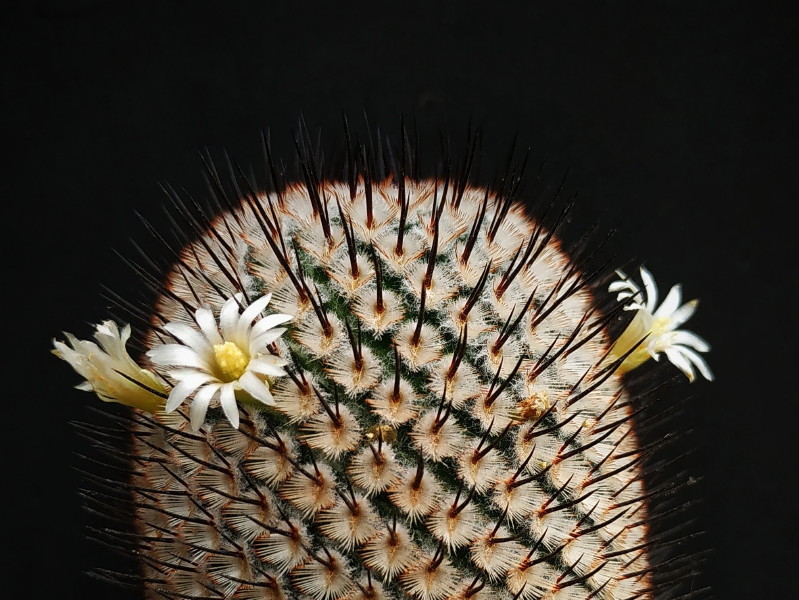 Mammillaria perezdelarosae ssp andersonii