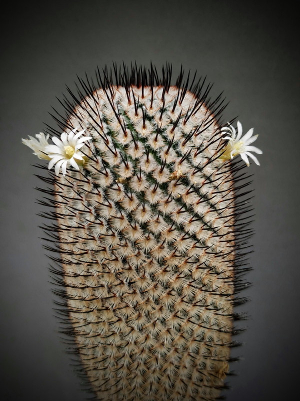Mammillaria perezdelarosae ssp andersonii