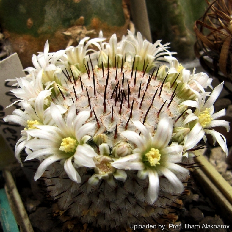Mammillaria perezdelarosae ssp andersonii