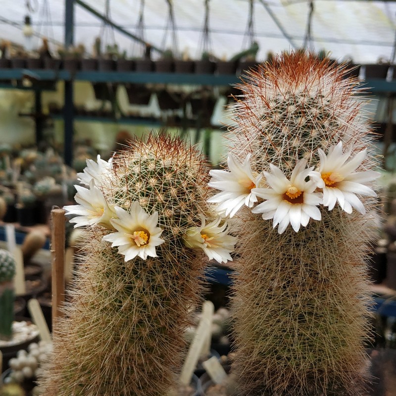 Mammillaria phitauiana