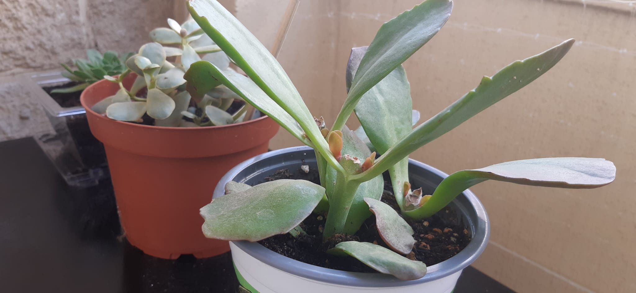 Pequeñas esperanzas