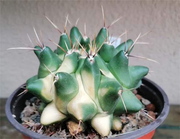 Cactus-1.jpg
