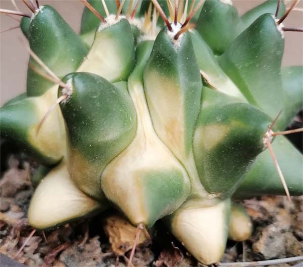 Cactus-2.jpg