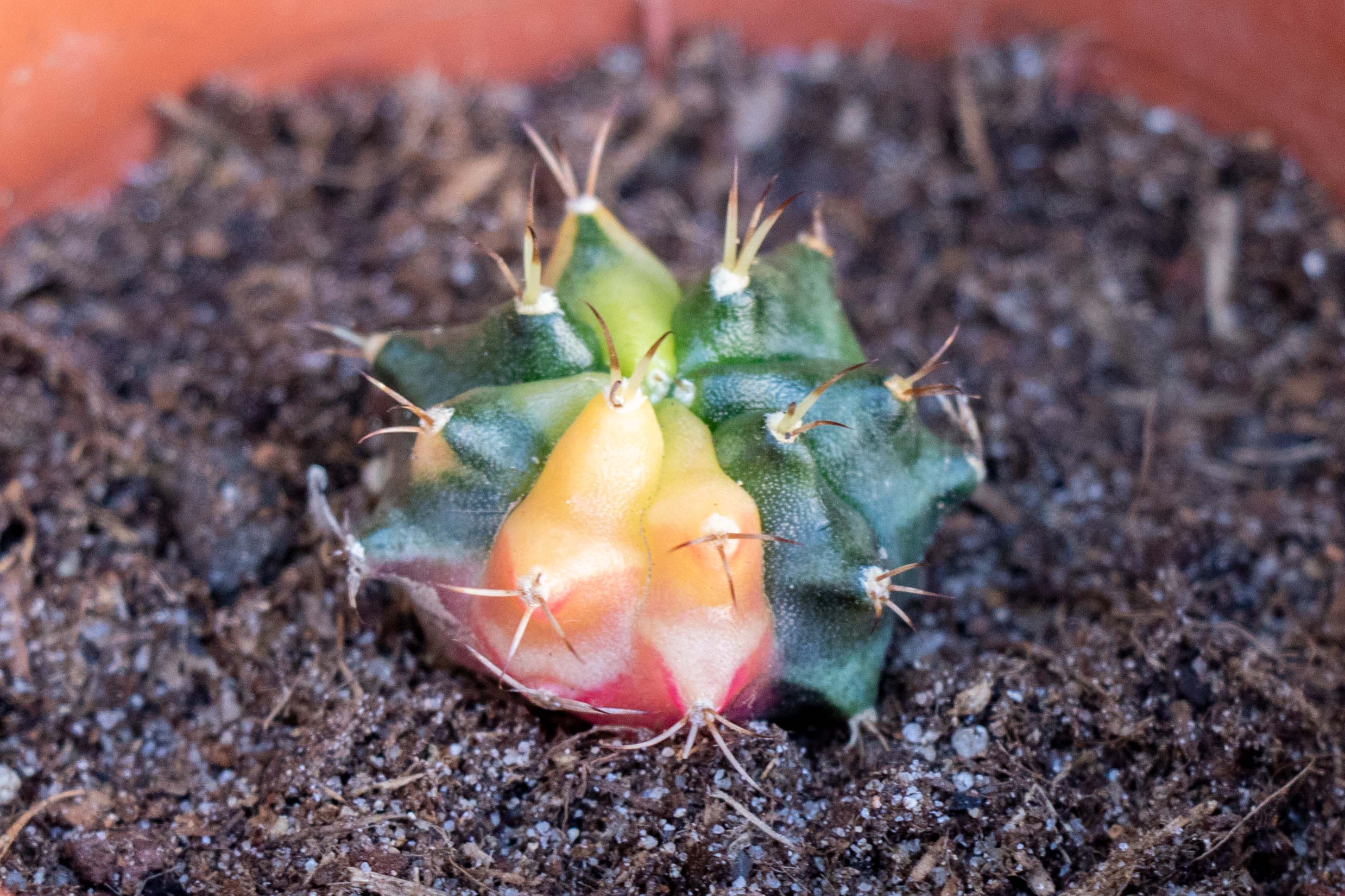 Gymno variegado-4.jpg