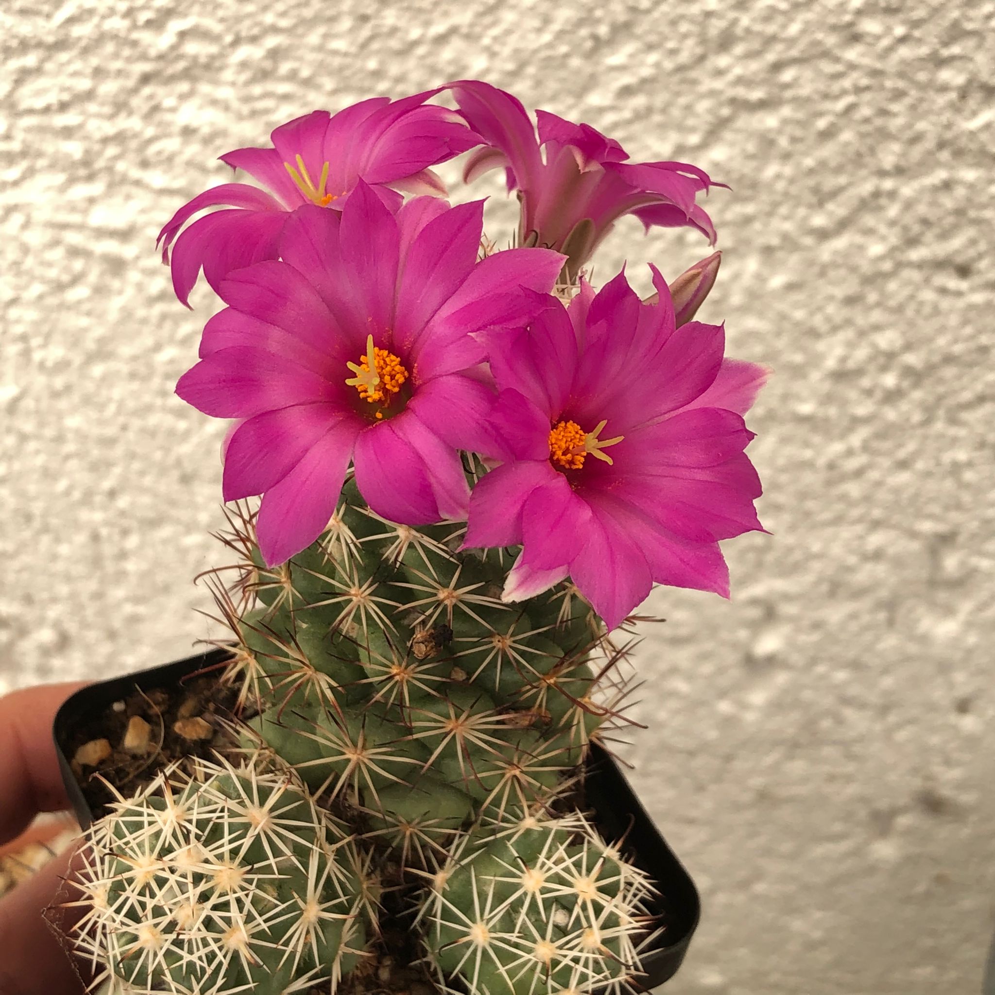 Mammillaria schumanii (1).jpeg