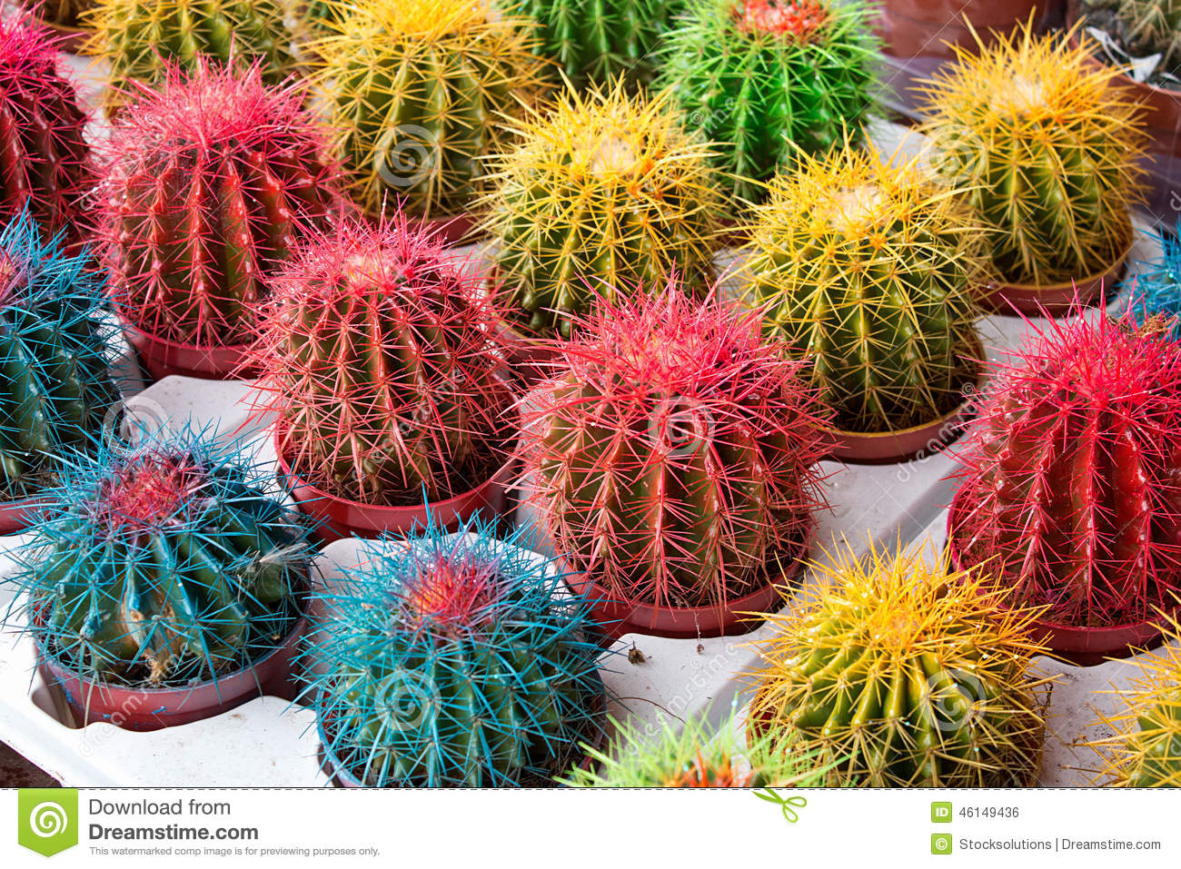 cactus-coloreados-46149436.jpg