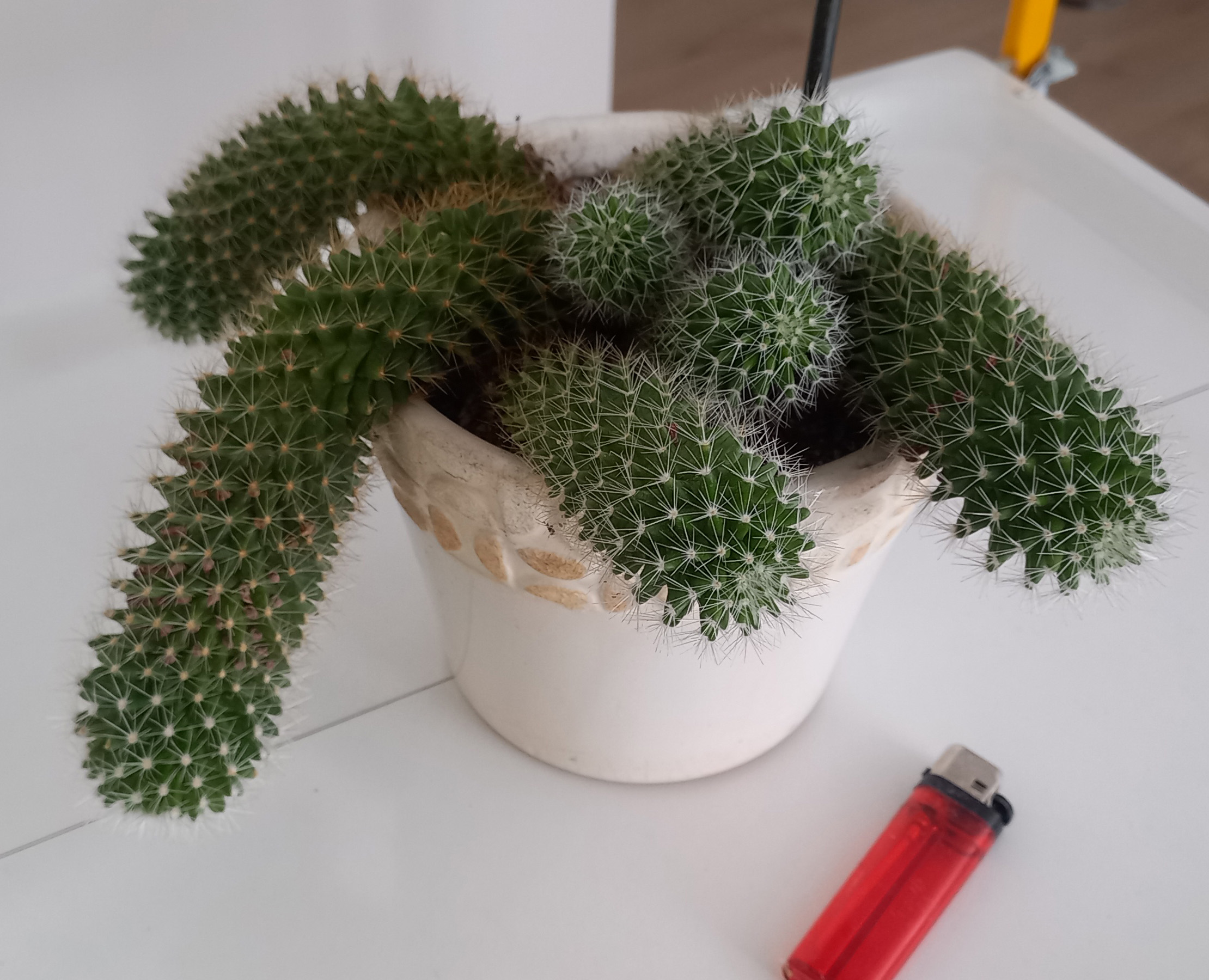 cactus 02.jpg