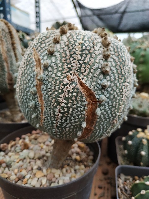 Astrophytum asterias cv &quot;Super Kabuto&quot;