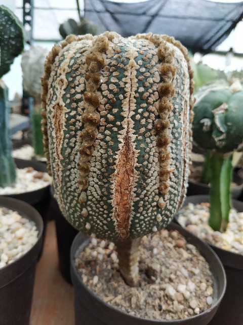 Astrophytum asterias cv &quot;Super Kabuto&quot;