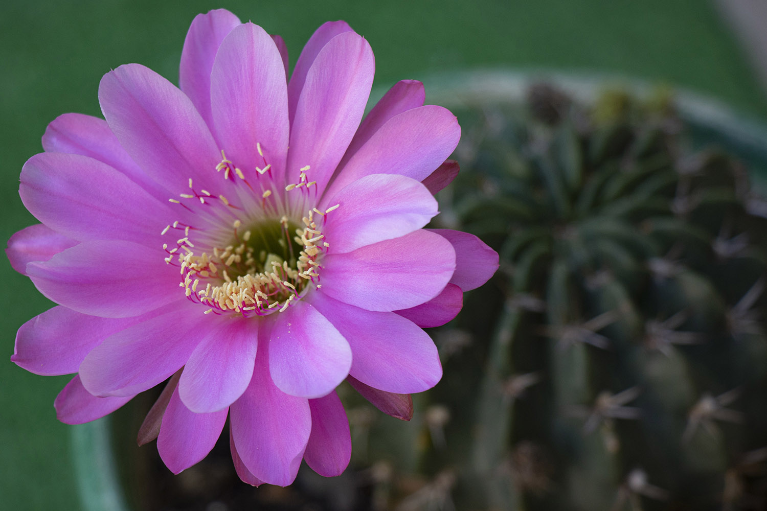 121-Echinopsis obrepanda v calorubra flor.jpg