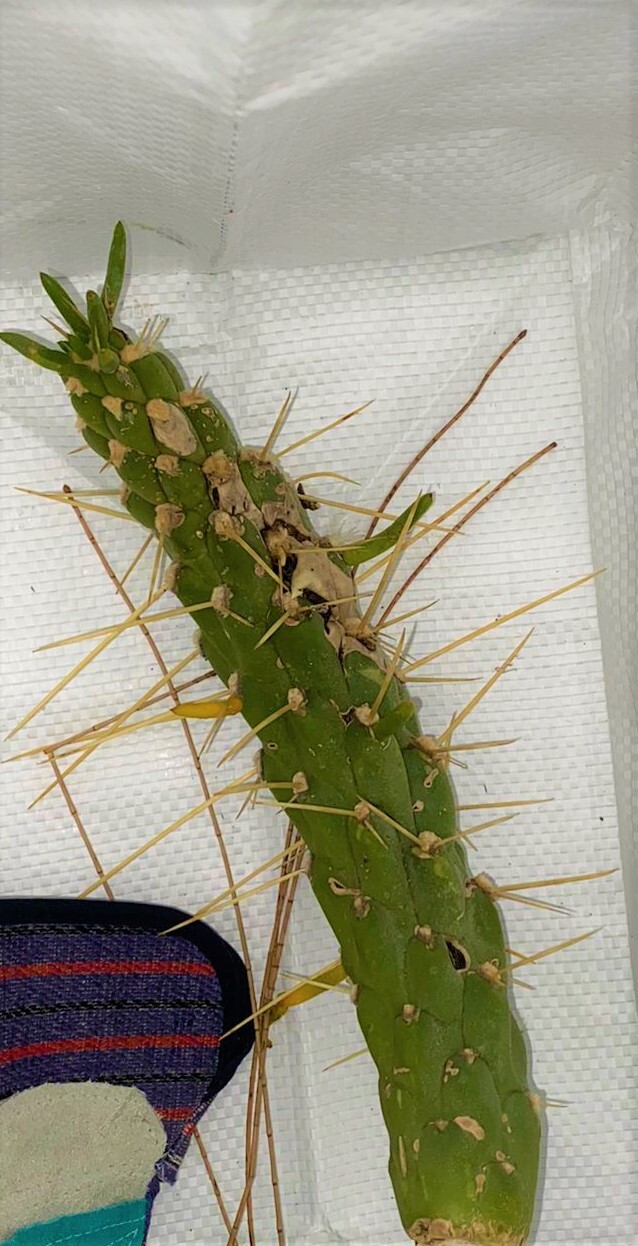 cactus.jpg