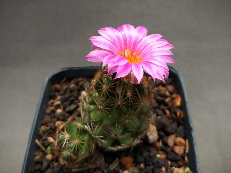 Escobaria hesteri