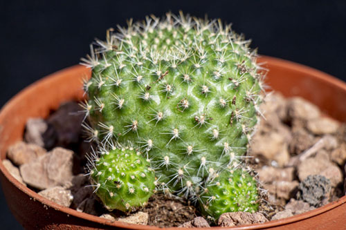 201-Rebutia-1.jpg
