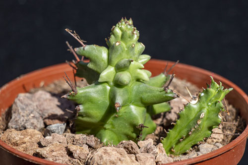 200-Euphorbia-3.jpg