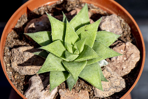 199-Haworthia-3.jpg