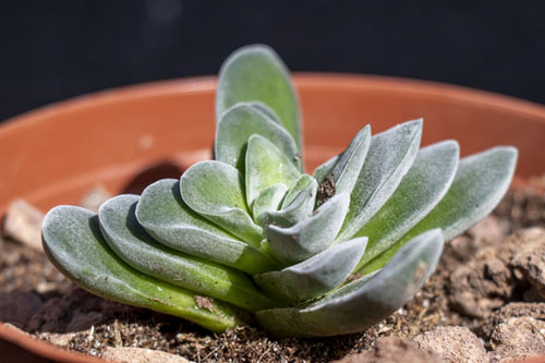198-Crassula-2.jpg