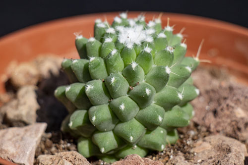 197-Mammillaria-3.jpg