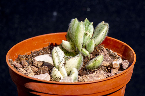 196-Cotyledon tomentosa variegada.jpg