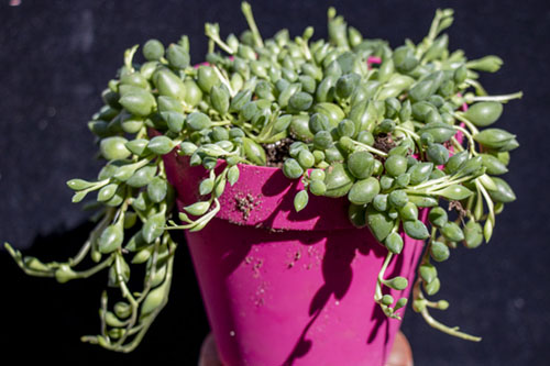 195-Senecio Herreianus.jpg