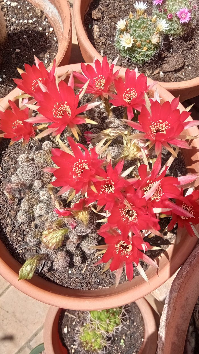 95 -Echinopsis arachnacantha_opt.jpg