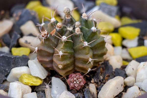 66-Gymnocalycium cv Fancy.jpg