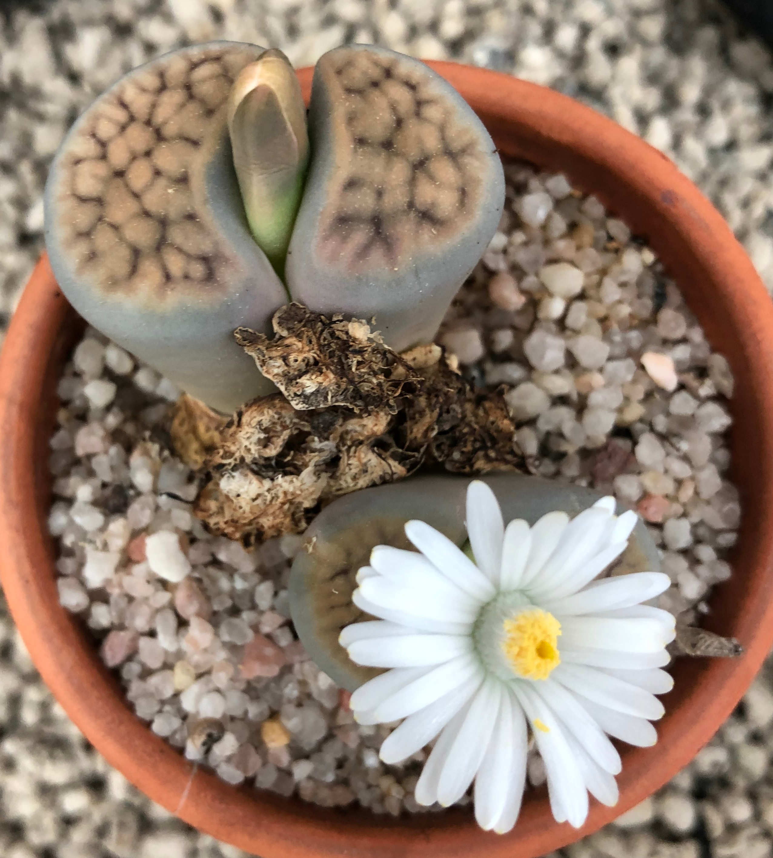 Lithops 001.jpg