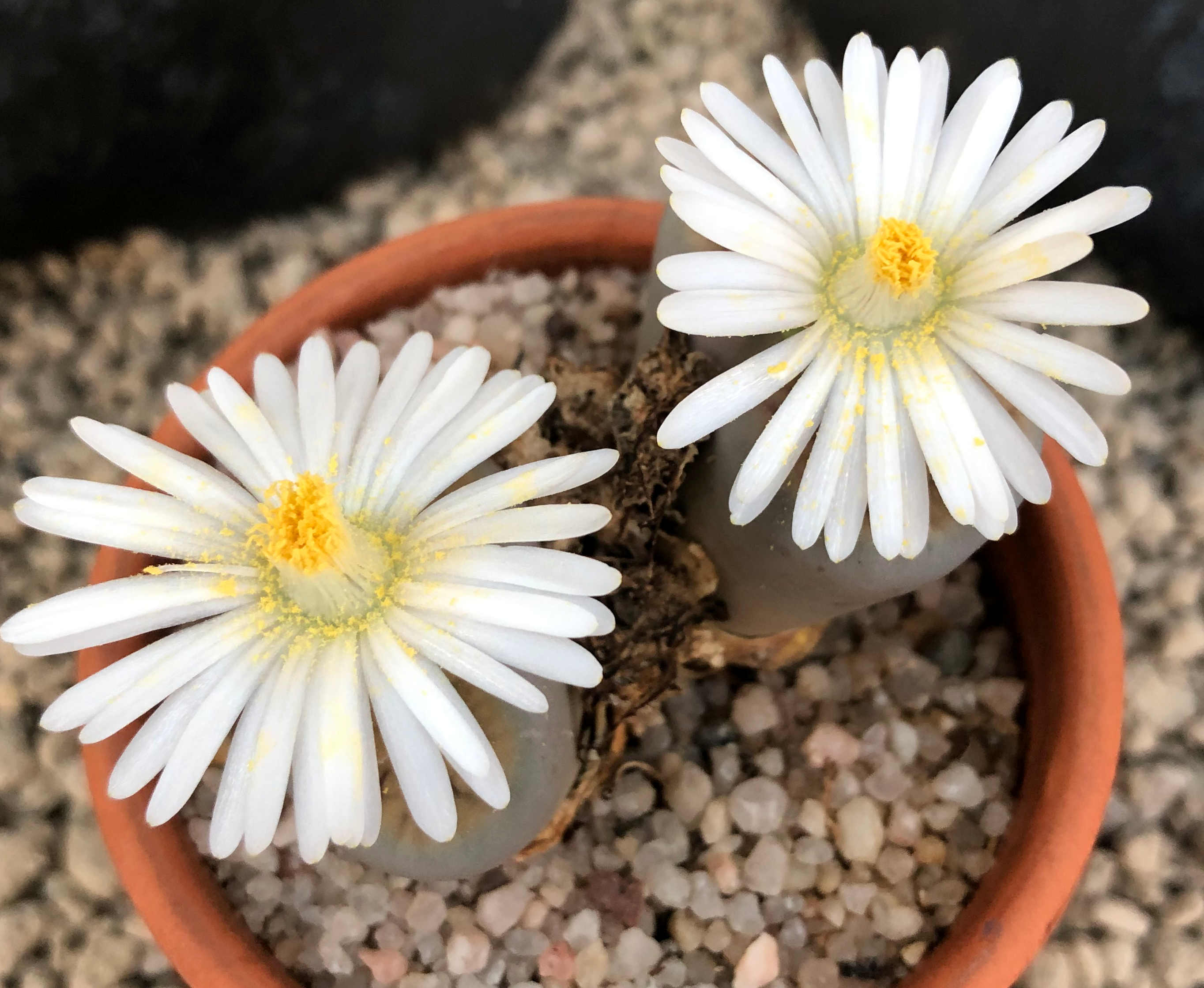 Lithops 002.jpg