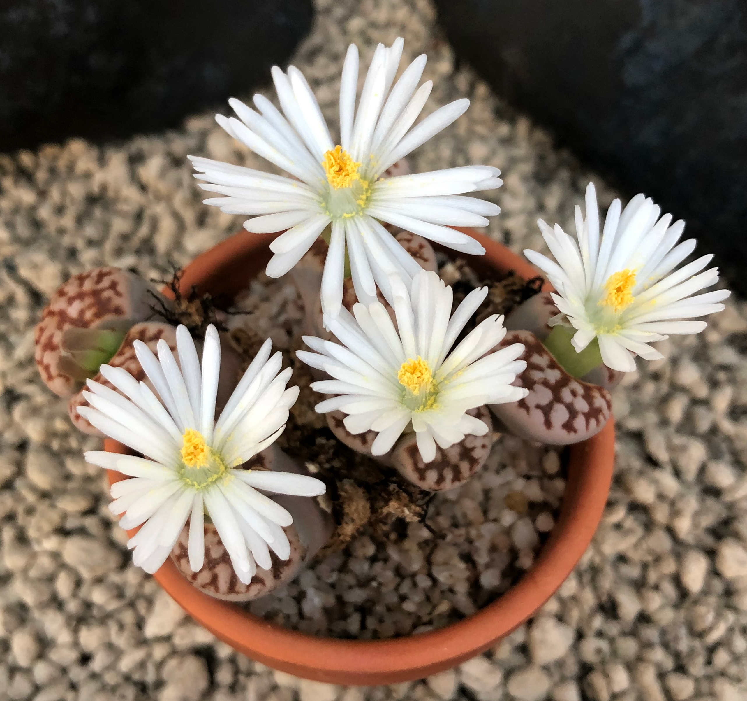 Lithops 03.jpg