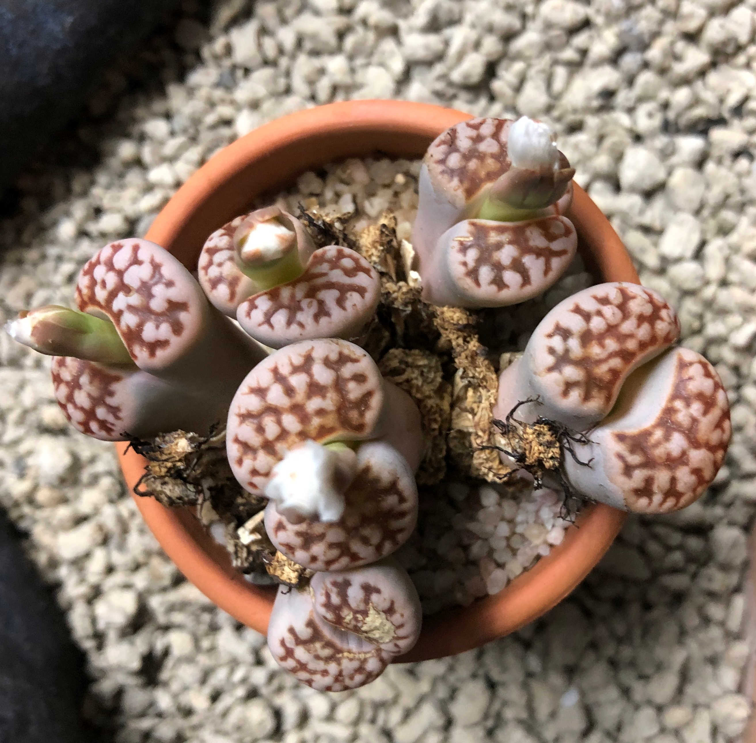 Lithops 04.jpg