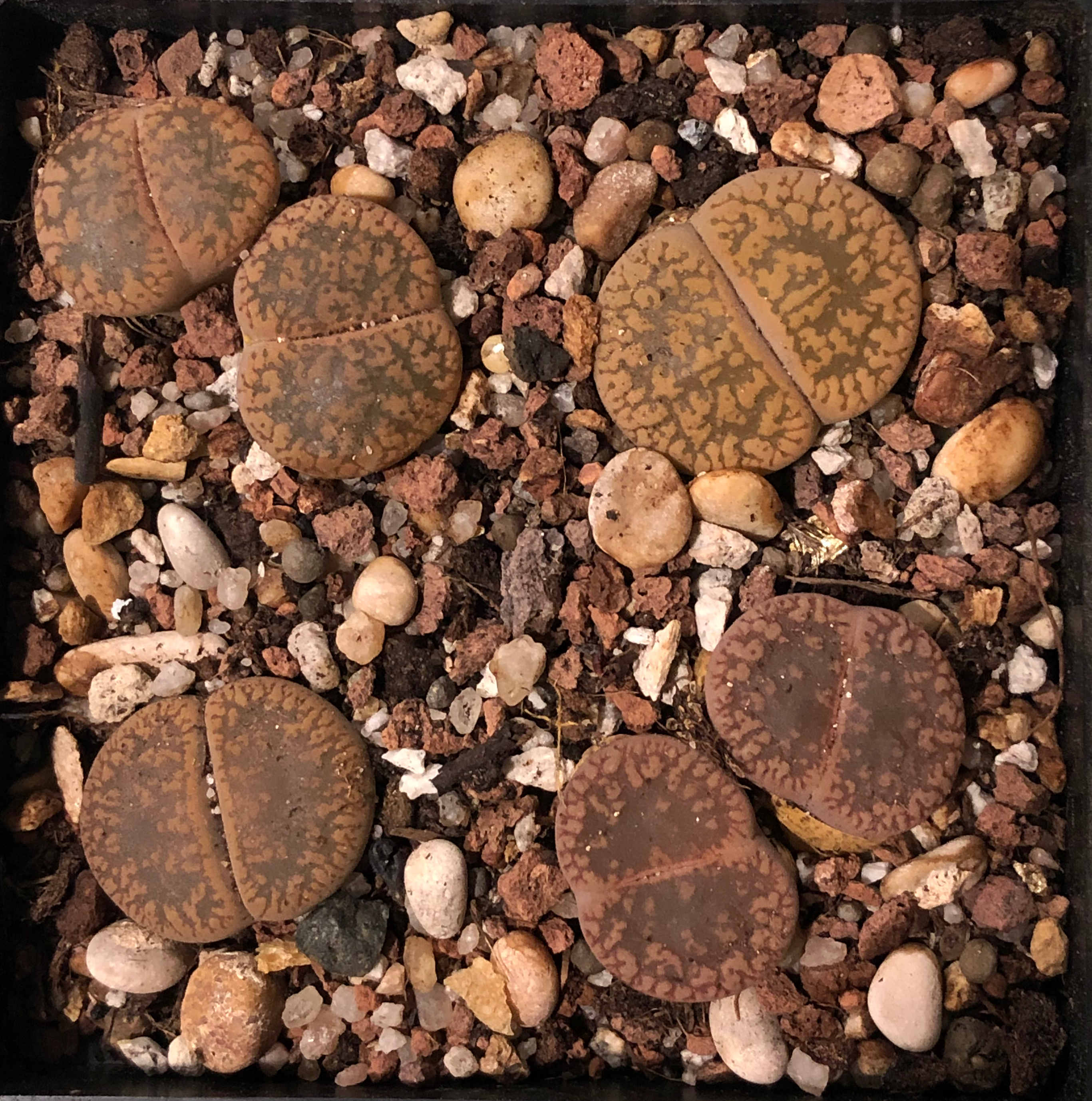 Lithops 05.jpg