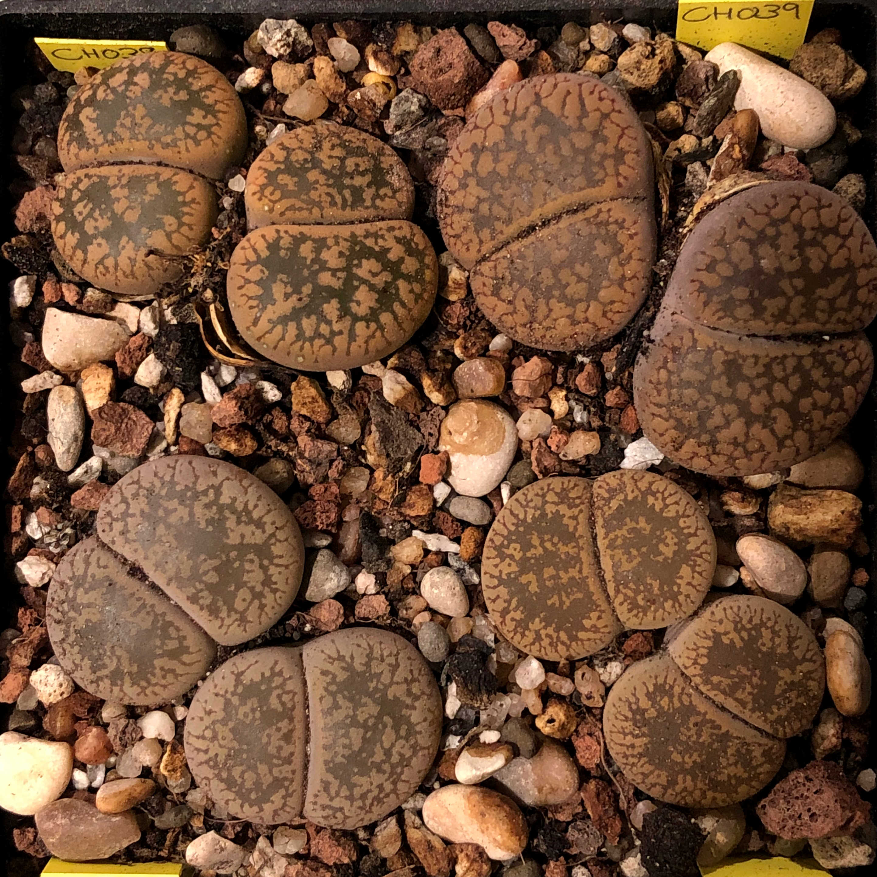 Lithops 06.jpg