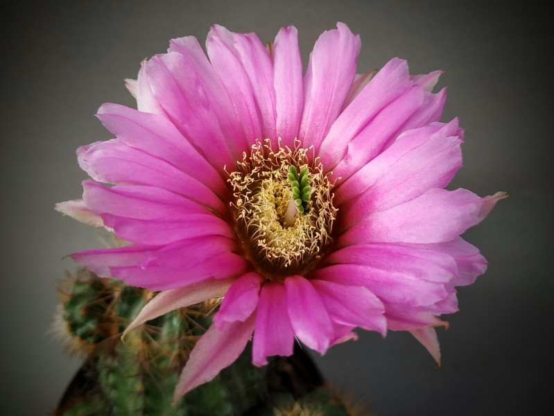 Echinocereus sp