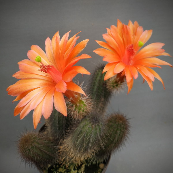 Echinocereus triglochidiatus ssp mojavensis