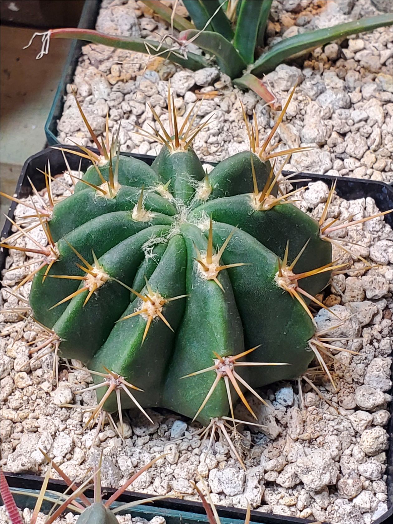 Ferocactus?