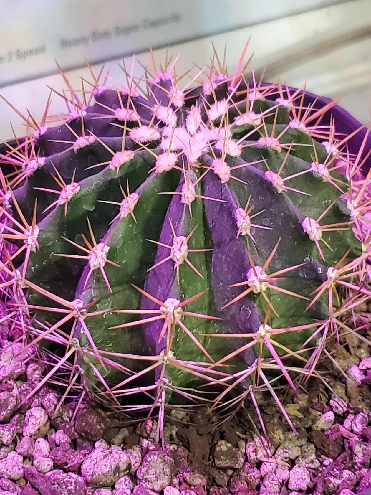 Lo han identificado como schwarzii, como Echinopsis, la verdad le veo algo de schwarzii personalmente, pero no estoy seguro.