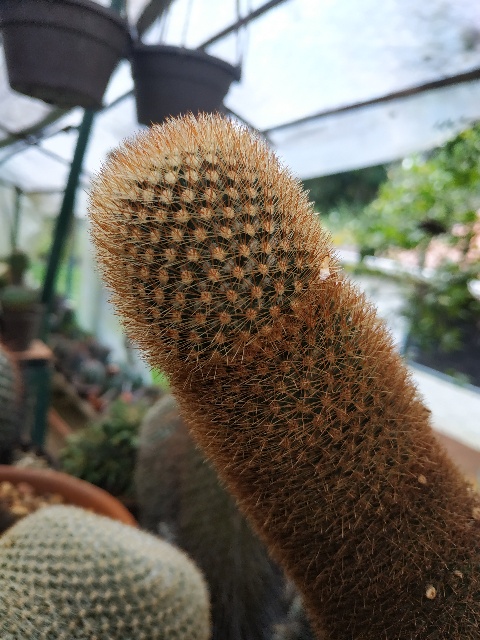 Mammillaria pilcayensis