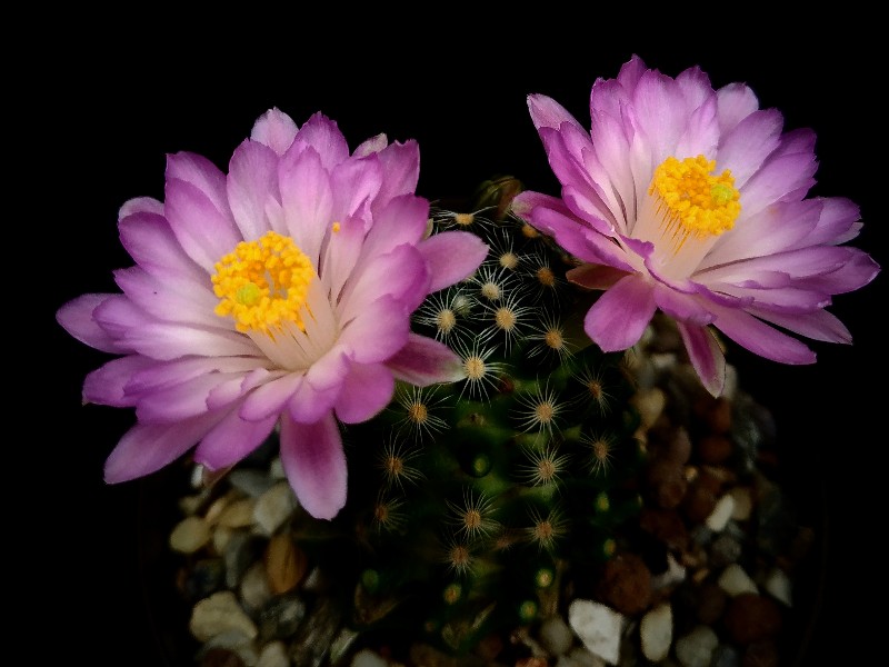 Mammillaria saboae ssp roczekii