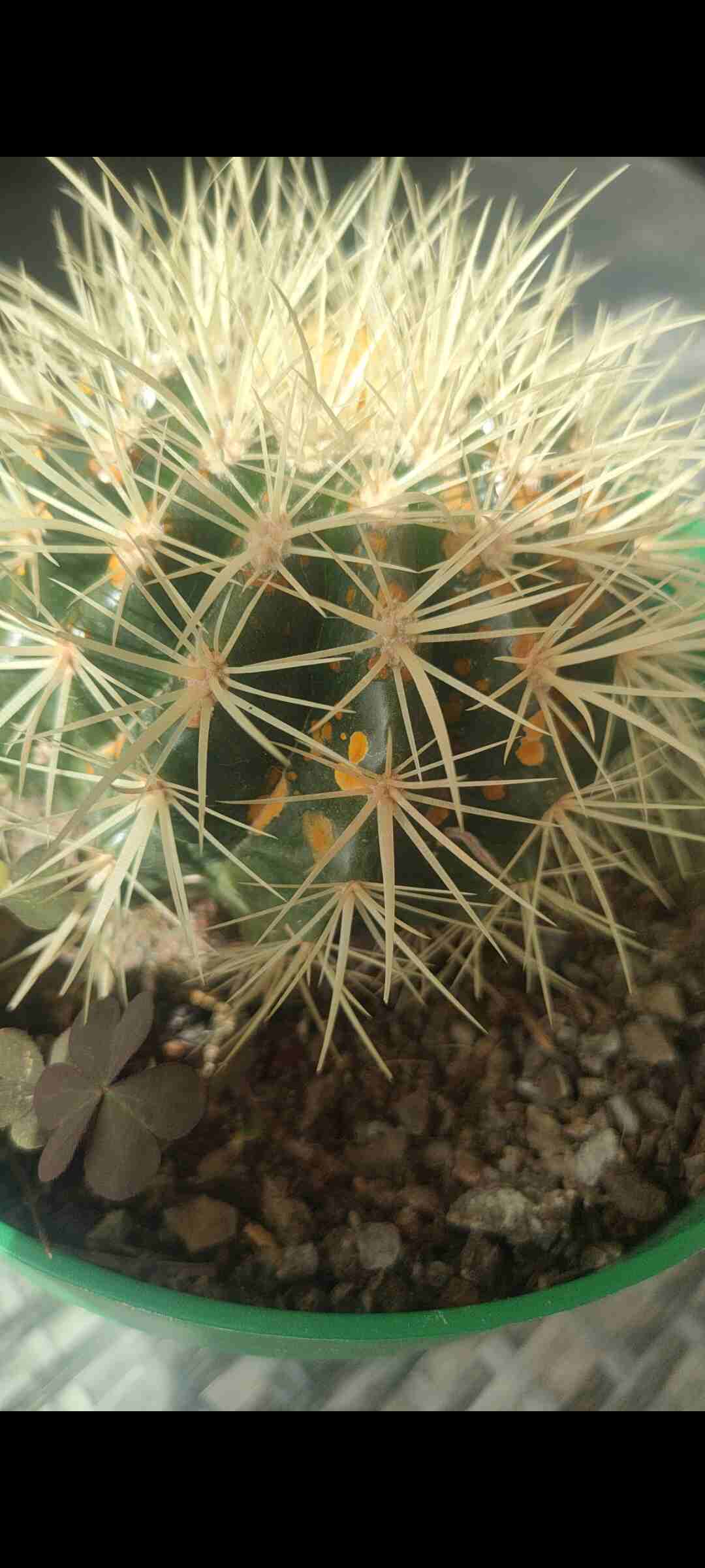 Cactus con clapas