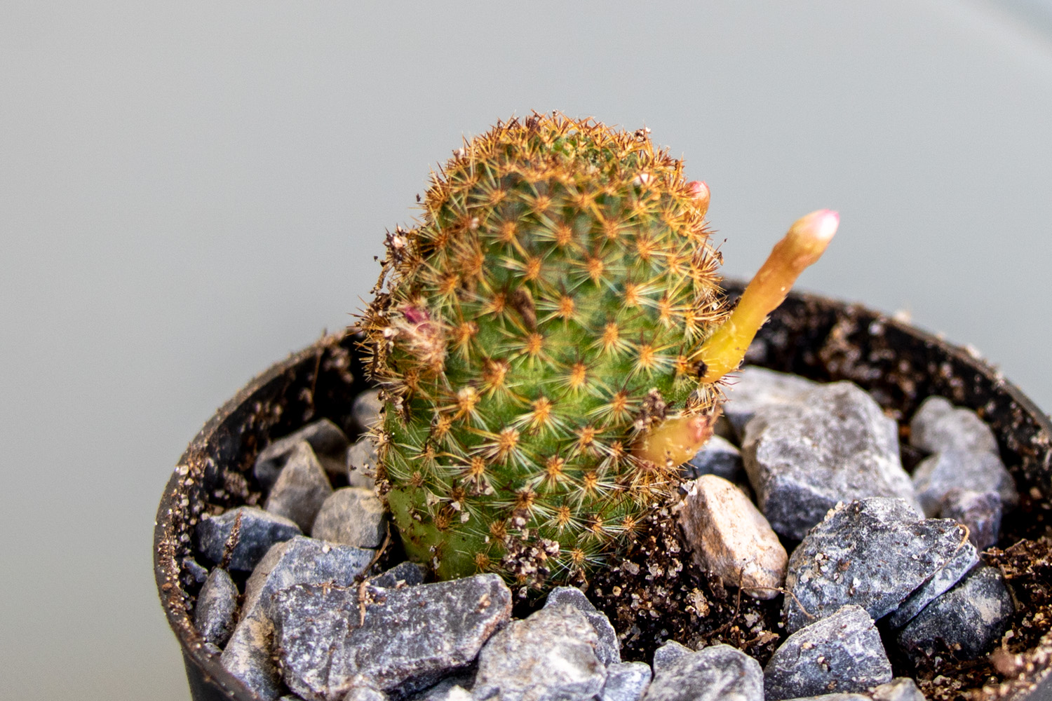 Cactus-5-2.jpg