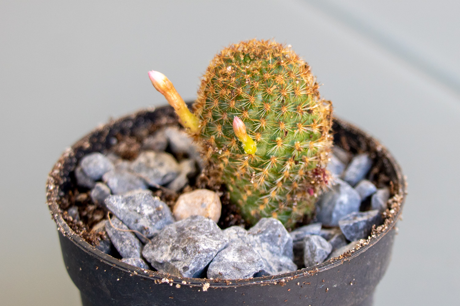 Cactus-5-1.jpg