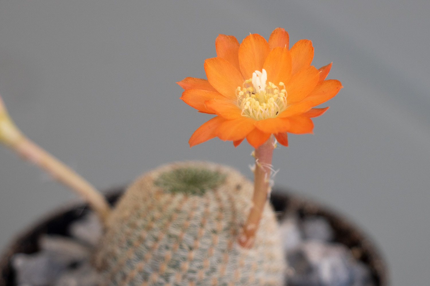 Cactus-4-3.jpg