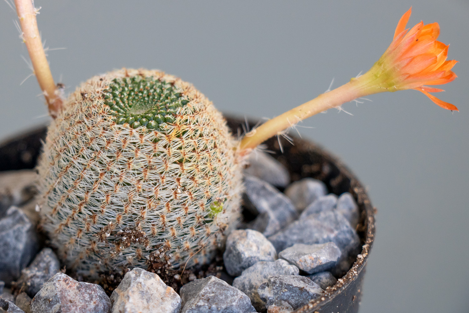 Cactus-4-2.jpg