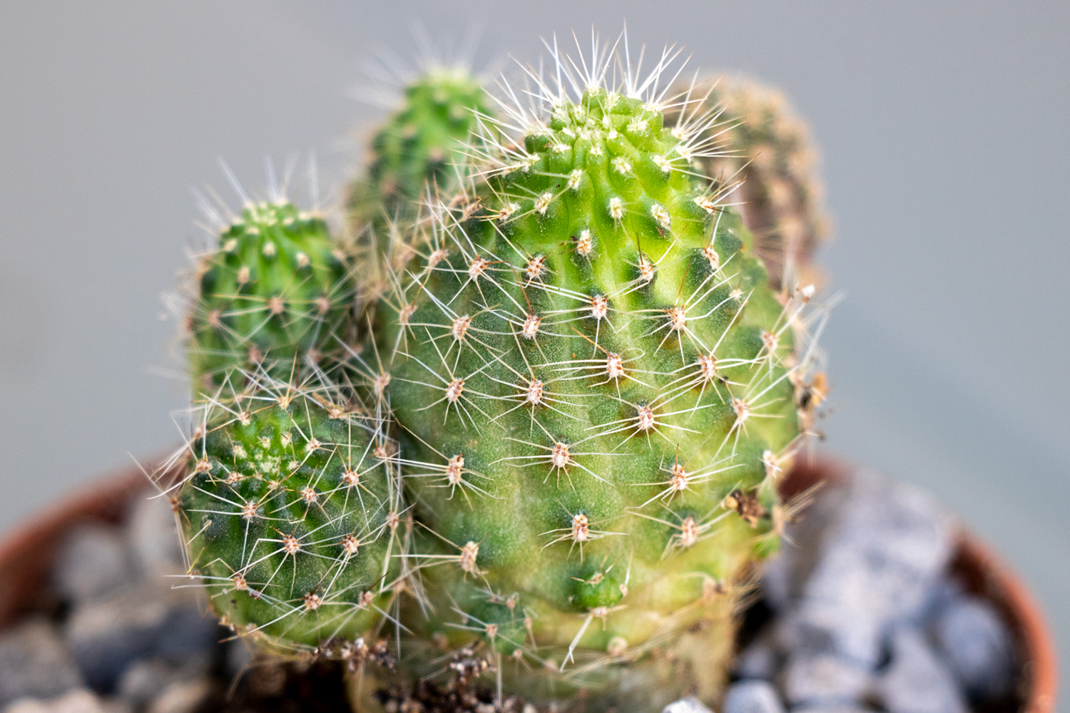 Cactus-3-3.jpg