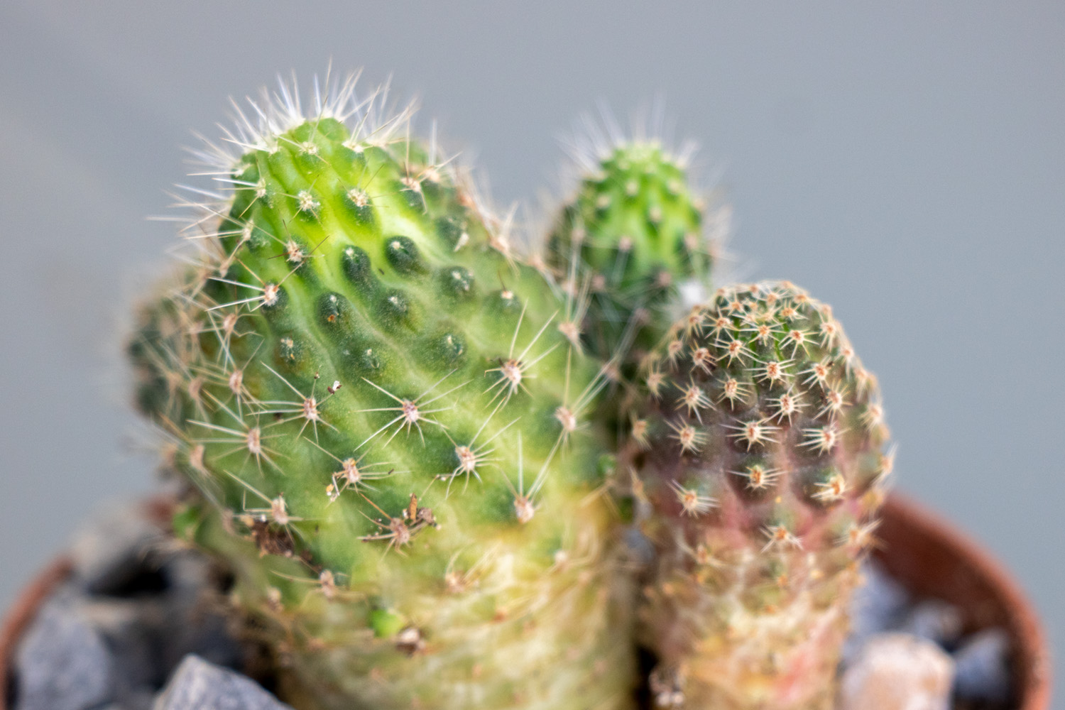 Cactus-3-2.jpg