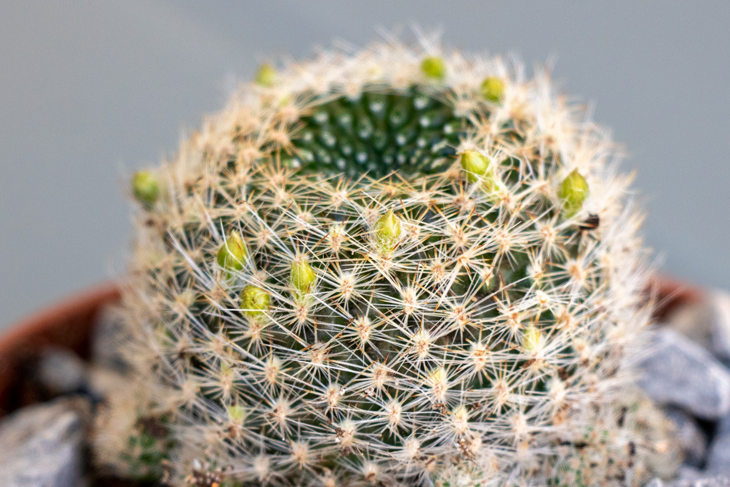 Cactus-2-4.jpg