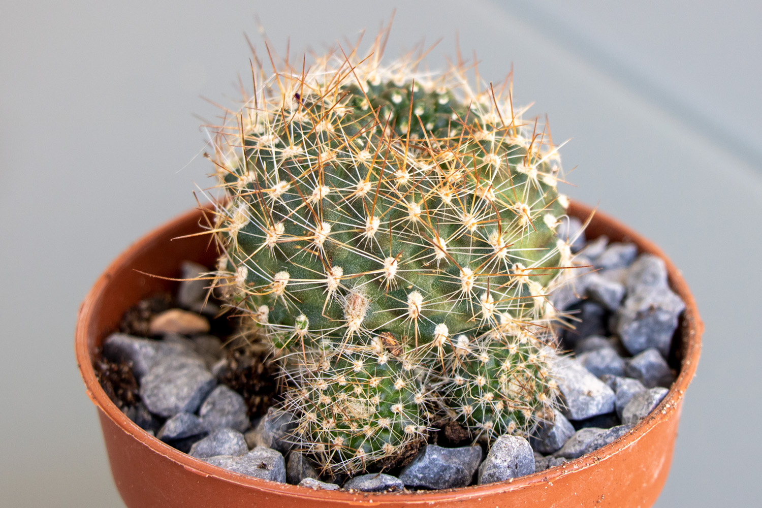 Cactus-2-1.jpg